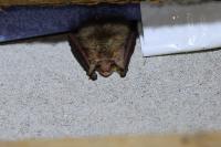 Plecotus auritus