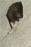 Plecotus austriacus