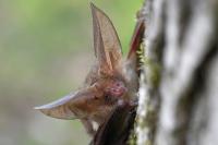 Plecotus auritus