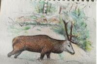 Cerf élaphe
