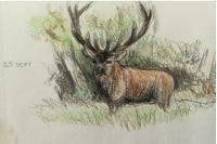 Cervus elaphus