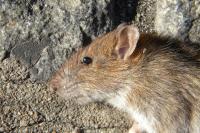 Rattus norvegicus