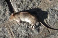 Rattus norvegicus