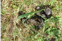 Capreolus capreolus