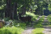 Cervus elaphus