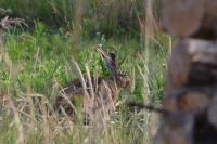 Lepus europaeus