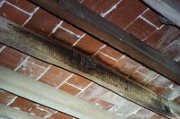 Myotis emarginatus