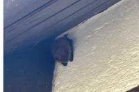 Myotis emarginatus