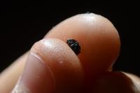 Pipistrellus