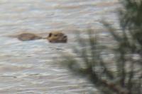 Myocastor coypus