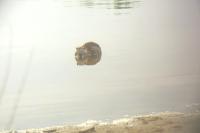 Myocastor coypus