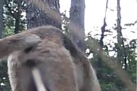 Vulpes vulpes