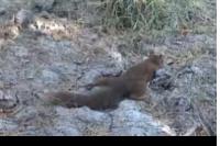 Sciurus vulgaris