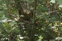 Vulpes vulpes