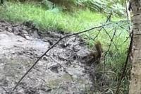 Sciurus vulgaris