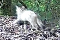 Felis silvestris