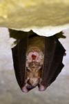 Rhinolophus ferrumequinum