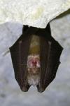 Rhinolophus hipposideros