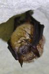Myotis emarginatus