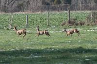 Capreolus capreolus