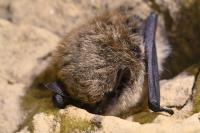 Myotis mystacinus