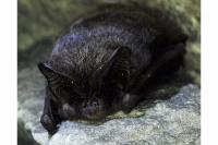 Barbastella barbastellus