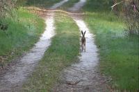 Lepus europaeus