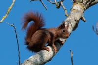 Sciurus vulgaris