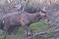 Cervus elaphus