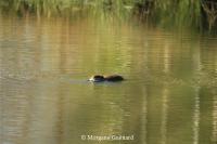 Myocastor coypus