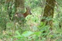 Capreolus capreolus