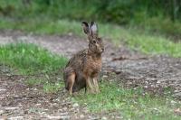 Lepus europaeus
