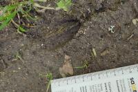 Capreolus capreolus