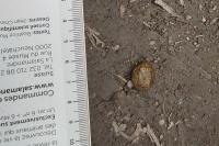 Lepus europaeus