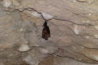Rhinolophus hipposideros