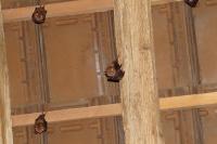 Rhinolophus hipposideros