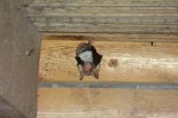 Myotis myotis