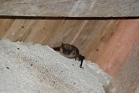 Eptesicus serotinus