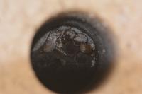 Myotis daubentonii