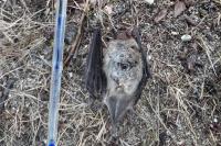 Myotis daubentonii