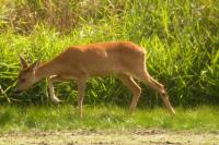 Capreolus capreolus