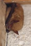 Myotis emarginatus
