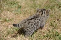 Felis silvestris