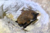 Myotis mystacinus