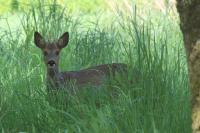 Capreolus capreolus