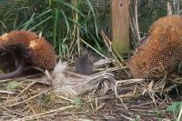 Mus musculus