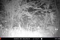 Felis silvestris