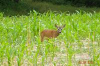 Capreolus capreolus