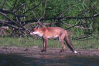 Vulpes vulpes