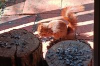 Sciurus vulgaris